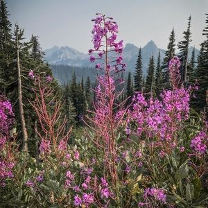 All listings beyond this point have been sold!